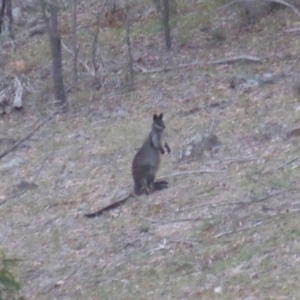 Wallabia bicolor at Isaacs, ACT - 25 May 2019