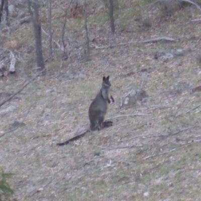 Wallabia bicolor (Swamp Wallaby) at Isaacs Ridge and Nearby - 25 May 2019 by Mike