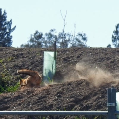 Vulpes vulpes (Red Fox) at Fyshwick, ACT - 25 May 2019 by RodDeb