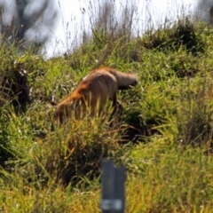 Vulpes vulpes at Fyshwick, ACT - 25 May 2019