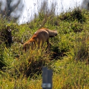 Vulpes vulpes at Fyshwick, ACT - 25 May 2019