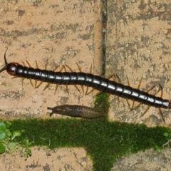 Cormocephalus sp.(genus) (Scolopendrid Centipede) at Evatt, ACT - 24 May 2019 by TimL