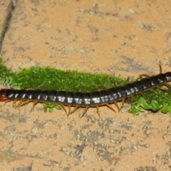 Cormocephalus sp.(genus) at Evatt, ACT - 24 May 2019