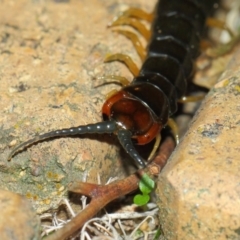Cormocephalus sp.(genus) at Evatt, ACT - 24 May 2019 07:34 PM