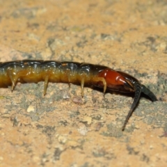 Cormocephalus sp.(genus) at Evatt, ACT - 24 May 2019 07:34 PM