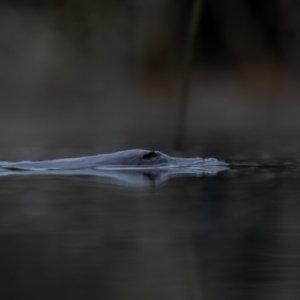 Ornithorhynchus anatinus at Paddys River, ACT - 24 May 2019