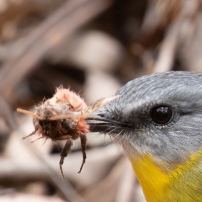 Eopsaltria australis (Eastern Yellow Robin) at Paddys River, ACT - 24 May 2019 by rawshorty
