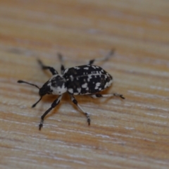 Pelororhinus perdix (Strawberry weevil) at Wamboin, NSW - 29 Nov 2018 by natureguy