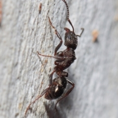 Rhytidoponera tasmaniensis at Hackett, ACT - 14 May 2019 by TimL