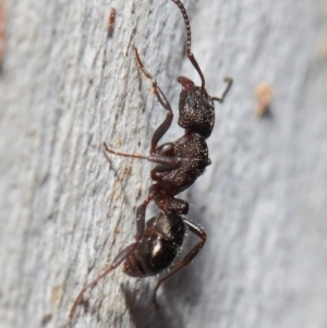 Rhytidoponera tasmaniensis at Hackett, ACT - 14 May 2019 12:53 PM