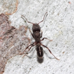 Rhytidoponera tasmaniensis at Hackett, ACT - 14 May 2019 12:53 PM