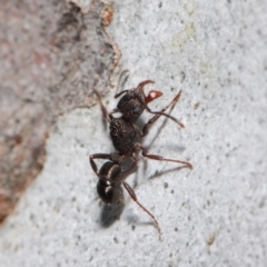 Rhytidoponera tasmaniensis at Hackett, ACT - 14 May 2019 12:53 PM