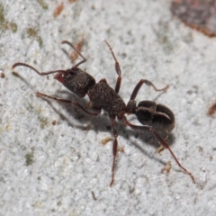 Rhytidoponera tasmaniensis at Hackett, ACT - 14 May 2019 12:53 PM