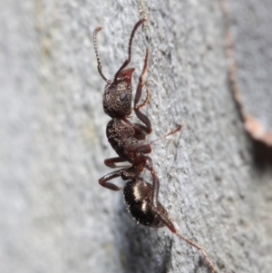 Rhytidoponera tasmaniensis at Hackett, ACT - 14 May 2019 12:53 PM