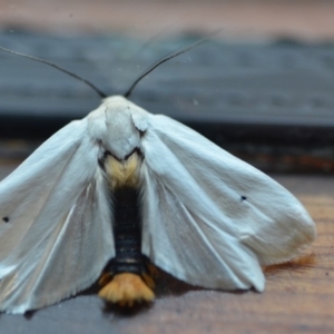 Maroga melanostigma at Wamboin, NSW - 30 Nov 2018 10:10 PM