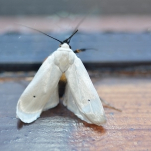 Maroga melanostigma at Wamboin, NSW - 30 Nov 2018 10:10 PM