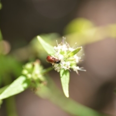 Exoneura sp. (genus) (A reed bee) at QPRC LGA - 3 Dec 2018 by natureguy