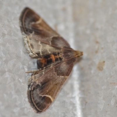 Pyralis farinalis (Meal Moth (Pyralinae) at Wamboin, NSW - 3 Dec 2018 by natureguy