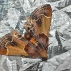 Pyralis farinalis at Wamboin, NSW - 3 Dec 2018