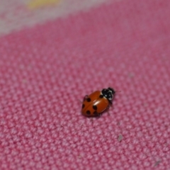 Hippodamia variegata (Spotted Amber Ladybird) at Wamboin, NSW - 6 Dec 2018 by natureguy