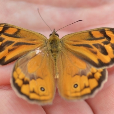 Heteronympha merope (Common Brown Butterfly) at Wamboin, NSW - 7 Dec 2018 by natureguy