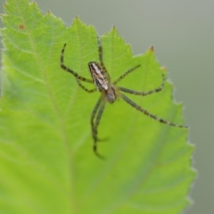 Plebs bradleyi (Enamelled spider) at Wamboin, NSW - 7 Dec 2018 by natureguy