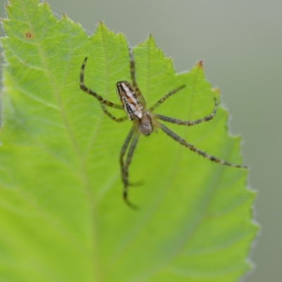 Plebs bradleyi (Enamelled spider) at Wamboin, NSW - 7 Dec 2018 by natureguy