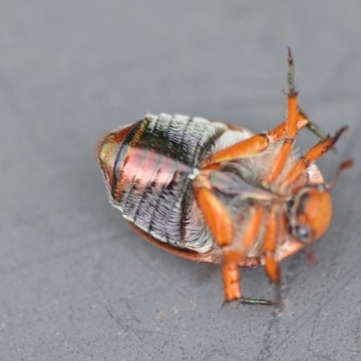 Anoplognathus porosus (Porosus Christmas beetle) at QPRC LGA - 7 Dec 2018 by natureguy