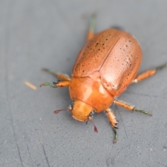 Anoplognathus porosus at Wamboin, NSW - 7 Dec 2018