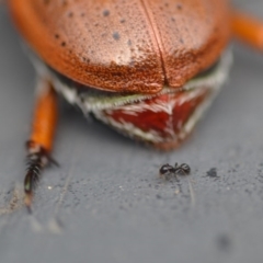 Anoplognathus porosus at Wamboin, NSW - 7 Dec 2018