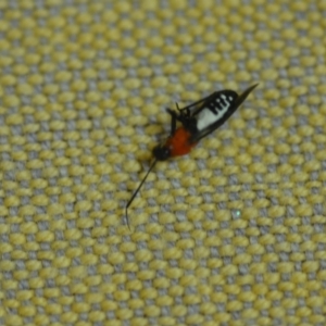 Braconidae (family) at Wamboin, NSW - 7 Dec 2018 01:13 PM