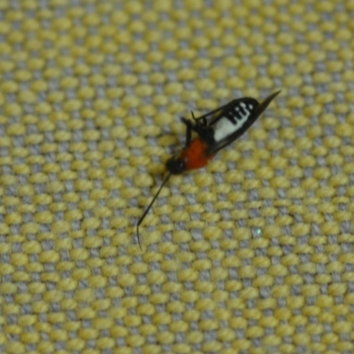 Braconidae (family) (Unidentified braconid wasp) at QPRC LGA - 7 Dec 2018 by natureguy