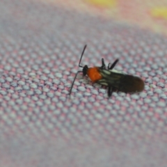 Braconidae (family) at Wamboin, NSW - 7 Dec 2018 01:13 PM