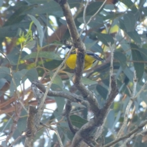 Pachycephala pectoralis at Bermagui, NSW - 17 May 2019