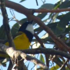 Pachycephala pectoralis at Bermagui, NSW - 17 May 2019