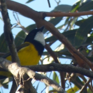 Pachycephala pectoralis at Bermagui, NSW - 17 May 2019 10:58 AM