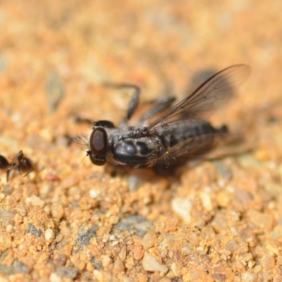 Cerdistus sp. (genus) (Yellow Slender Robber Fly) at Wamboin, NSW - 7 Dec 2018 by natureguy