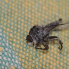 Cerdistus sp. (genus) at Wamboin, NSW - 7 Dec 2018 01:17 PM