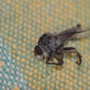 Cerdistus sp. (genus) at Wamboin, NSW - 7 Dec 2018 01:17 PM