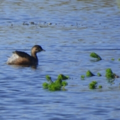 Tachybaptus novaehollandiae (Australasian Grebe) at Bermagui, NSW - 17 May 2019 by Jackie Lambert