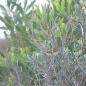 Acanthiza pusilla at Bermagui, NSW - 17 May 2019 04:37 PM