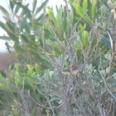 Acanthiza pusilla (Brown Thornbill) at Bermagui, NSW - 17 May 2019 by JackieLambert