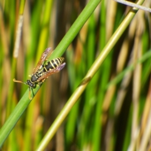 Polistes (Polistes) chinensis at Bermagui, NSW - 18 May 2019 11:03 AM