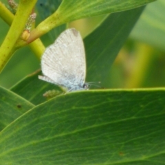 Zizina otis (Common Grass-Blue) at Bermagui, NSW - 19 May 2019 by JackieLambert