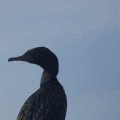 Phalacrocorax sulcirostris (Little Black Cormorant) at Bermagui, NSW - 19 May 2019 by Jackie Lambert