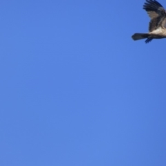 Haliastur sphenurus (Whistling Kite) at Bermagui, NSW - 17 May 2019 by Jackie Lambert