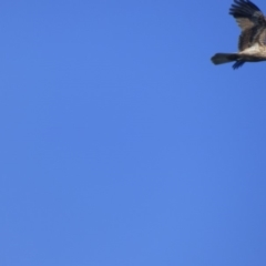 Haliastur sphenurus (Whistling Kite) at Bermagui, NSW - 17 May 2019 by JackieLambert