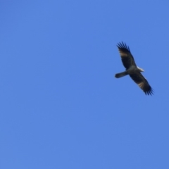 Haliastur sphenurus at Bermagui, NSW - 17 May 2019 10:36 AM