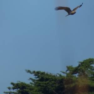 Haliastur sphenurus at Bermagui, NSW - 17 May 2019 10:36 AM