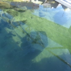 Bathytoshia brevicaudata (Smooth Stingray) at Bermagui, NSW - 26 Apr 2019 by JackieLambert